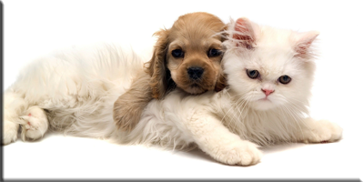 massage pour chiens et chats